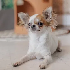 ワンちゃん同伴OK