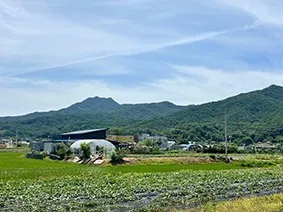 韓国江華島で3年熟成させた獅子足よもぎ