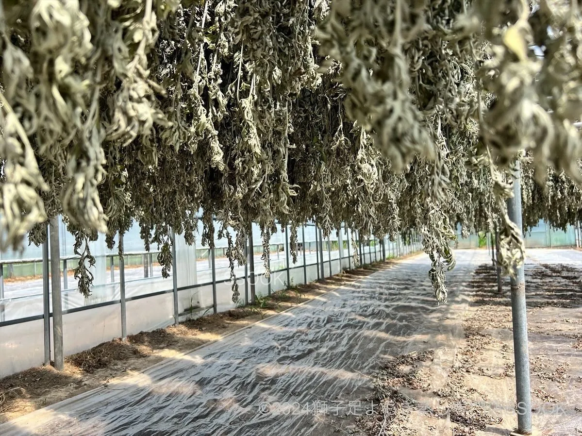 🌿韓国・江華島の特別なよもぎ🌿