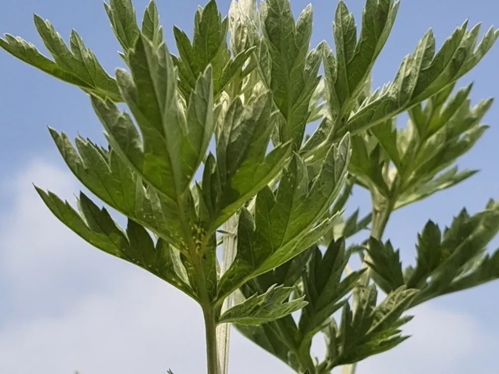 🌿韓国・江華島の特別なよもぎ🌿