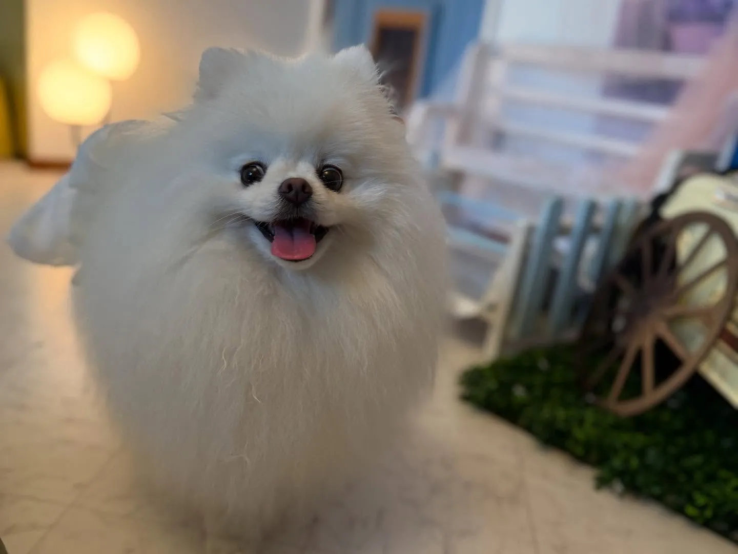 💜🐾✨