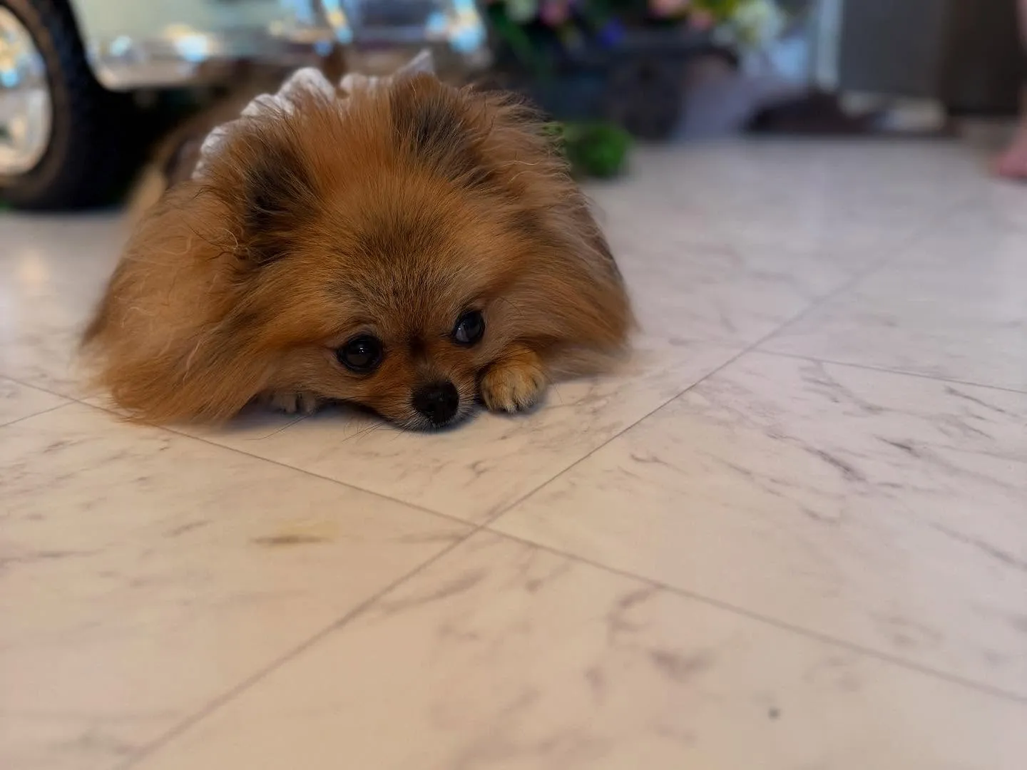 💜🐾✨