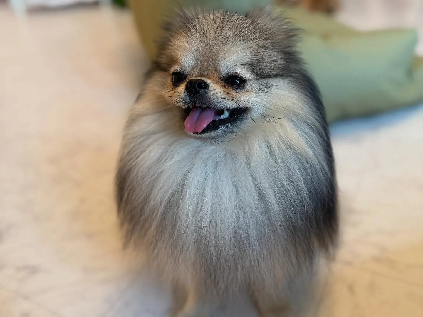💜🐾✨