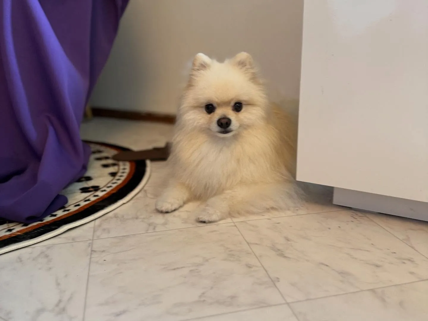 💜🐾✨