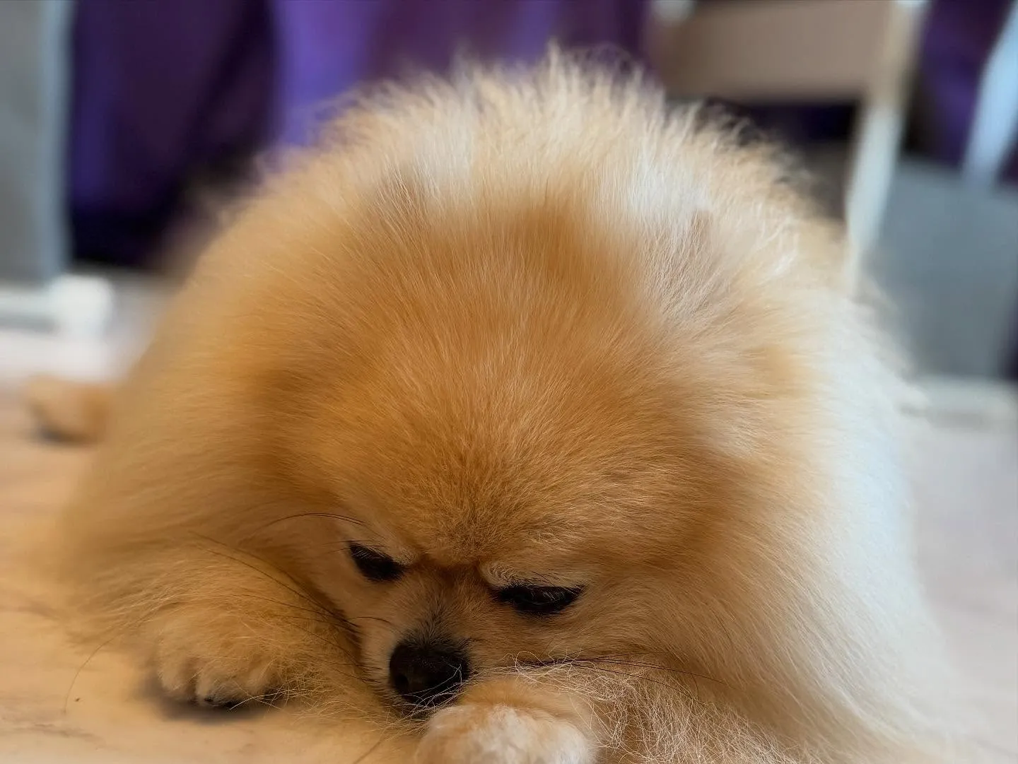 💜🐾✨