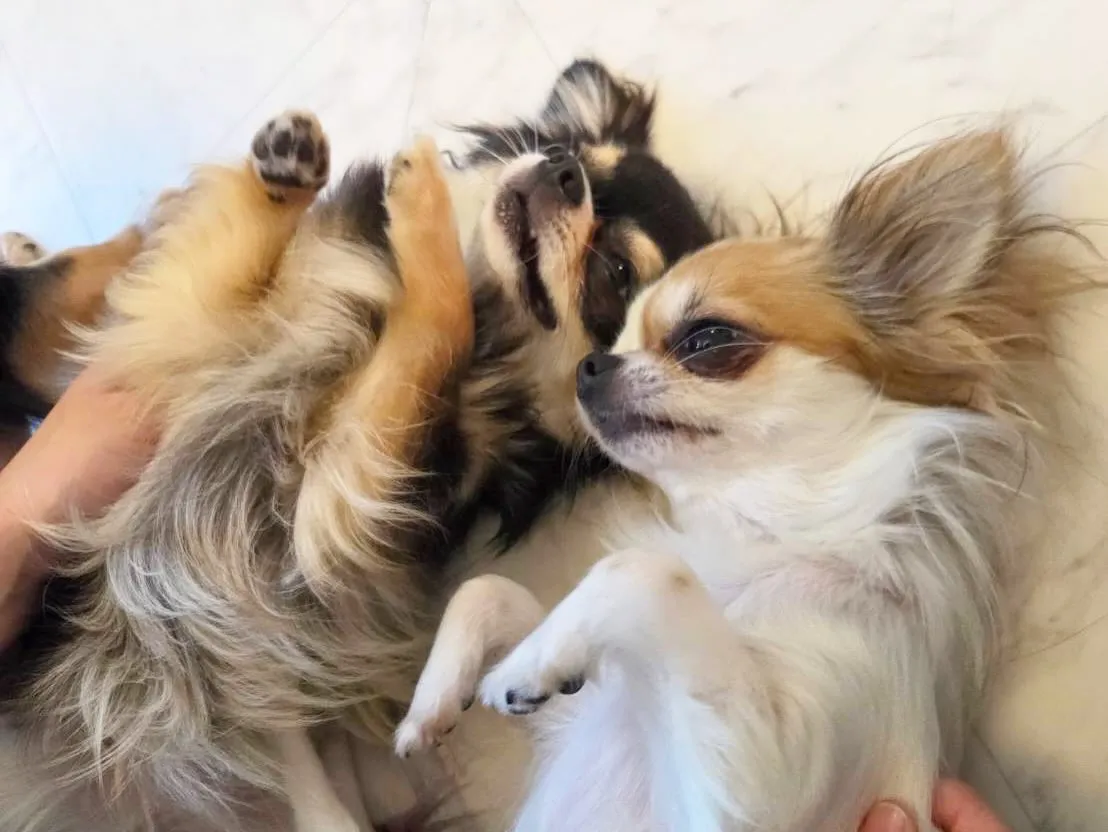 🐾✨