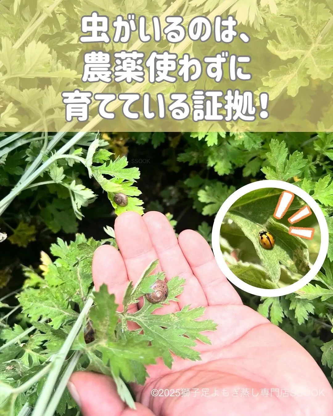 🌿✨ 今年も韓国マニ山のふもとへ ✨🌿