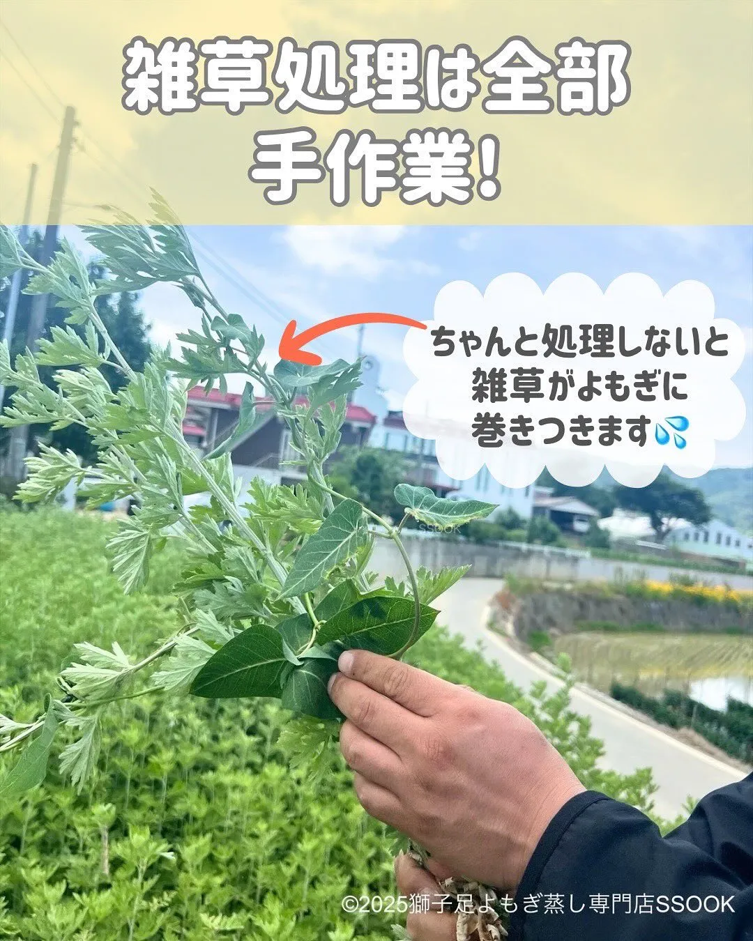 🌿✨ 今年も韓国マニ山のふもとへ ✨🌿