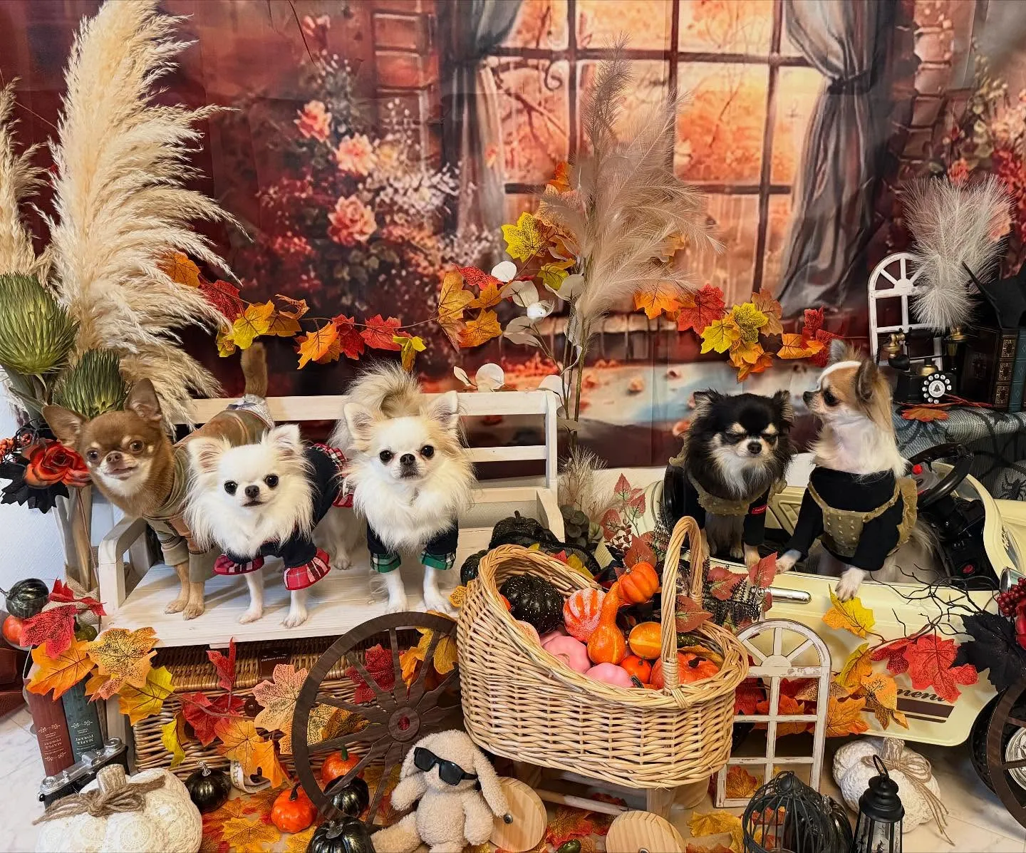 お客様の可愛いチワワちゃん達🐶💕