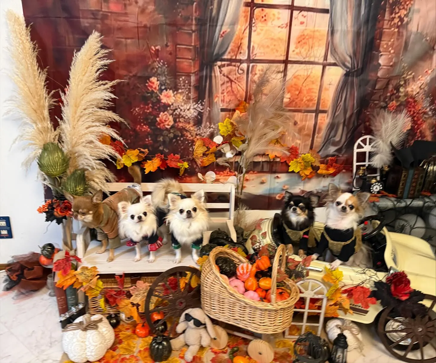 お客様の可愛いチワワちゃん達🐶💕