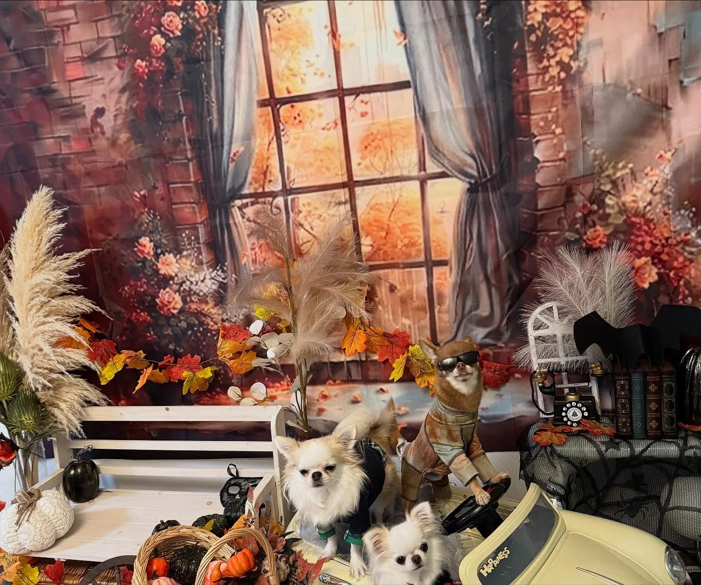 お客様の可愛いチワワちゃん達🐶💕