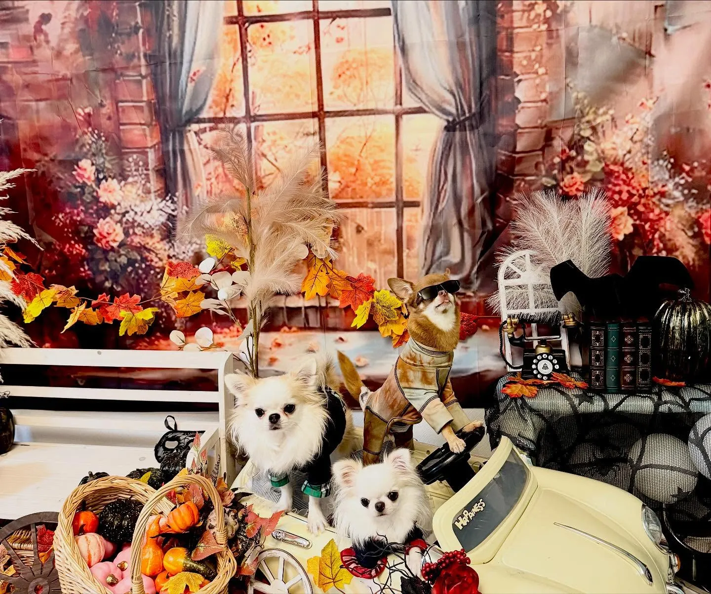 お客様の可愛いチワワちゃん達🐶💕