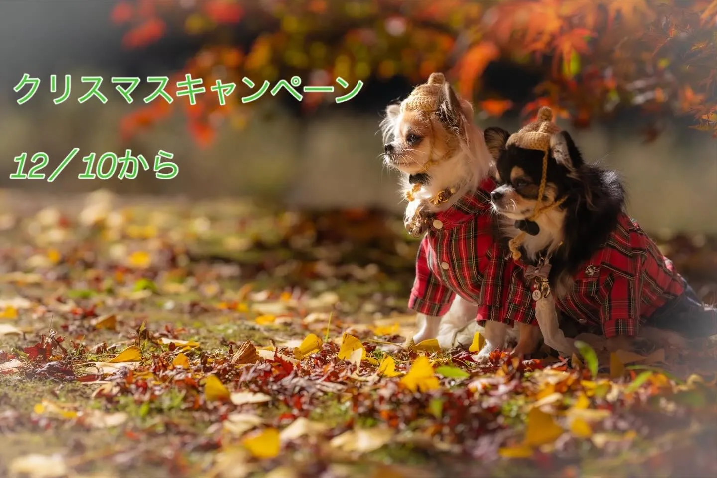 🍁紅葉を見に行ってきました♪