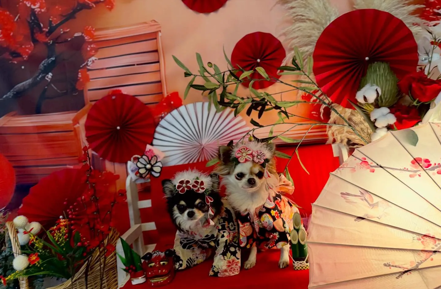 ๐โจ๐๐๐๐ ๐๐๐๐๐ ๐๐๐ ๐๐๐๐โจ๐