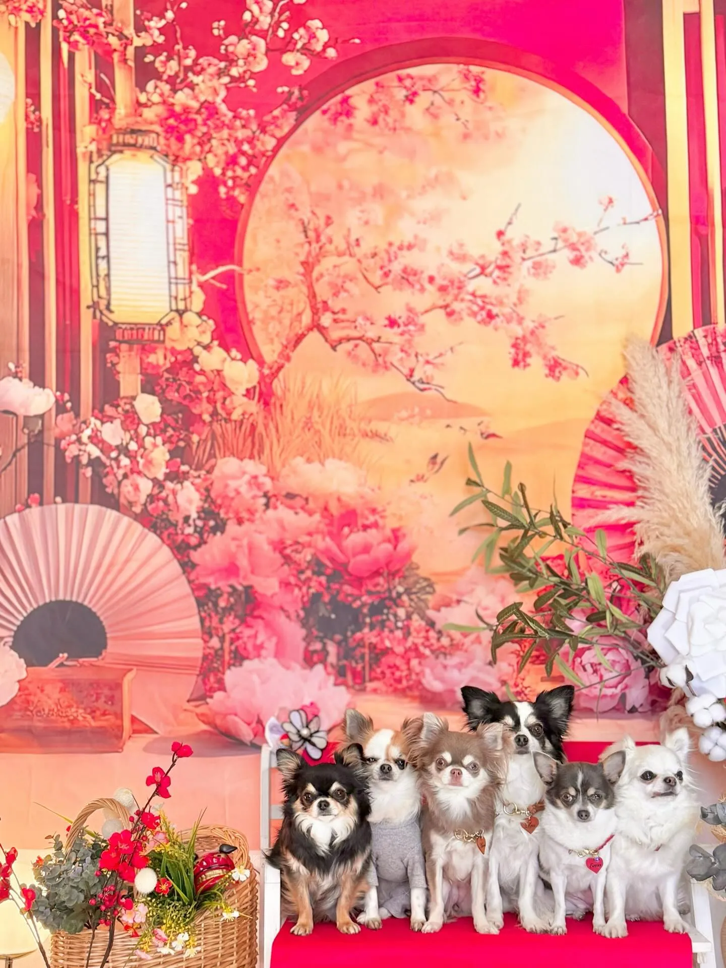 ぎゅうぎゅう詰めチワワ🐾🤍