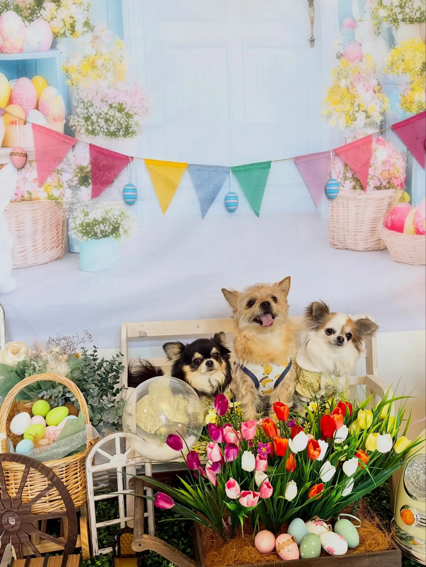 🥚🌷Easter🌷🥚