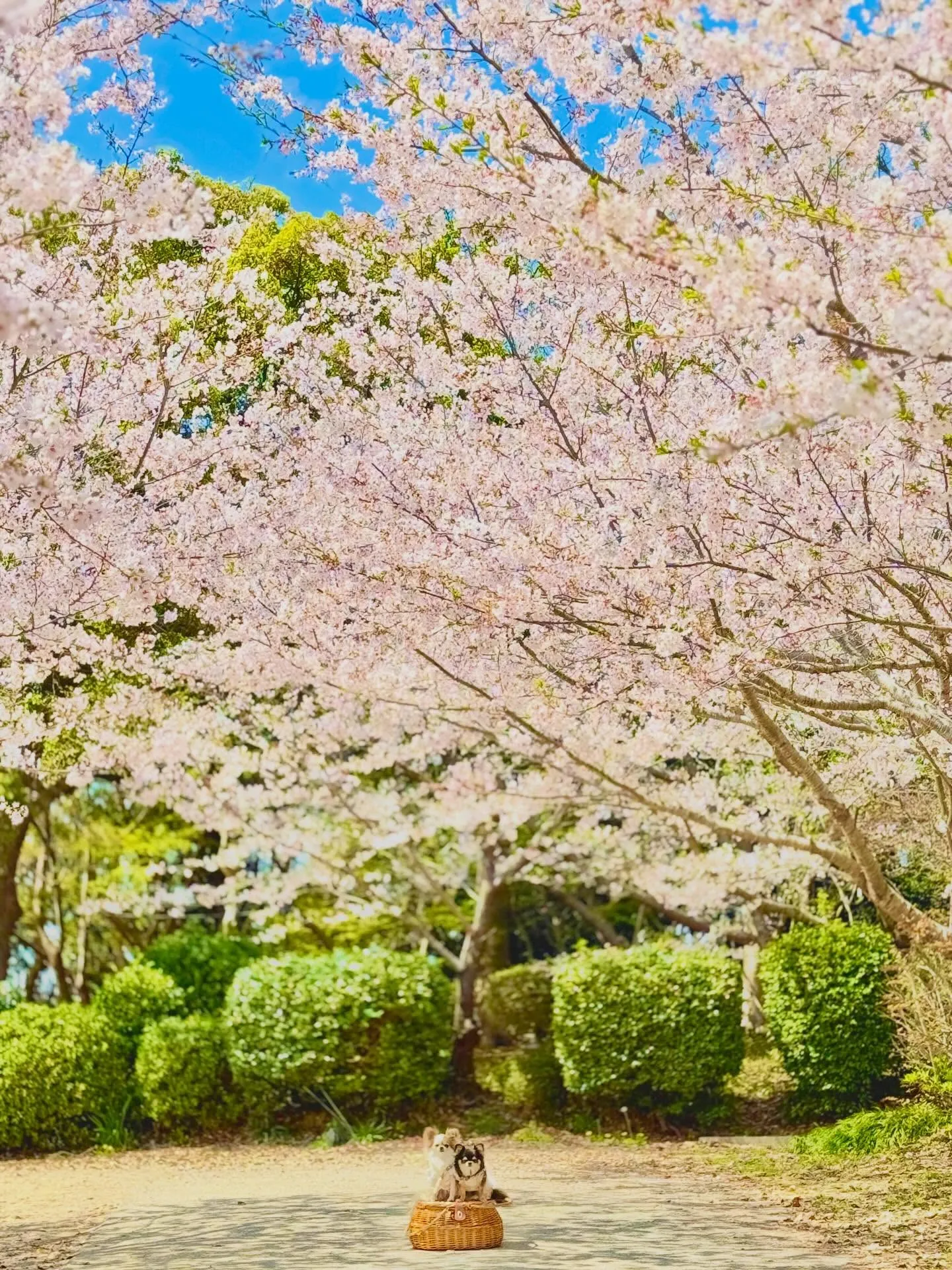 初めての公園へ🌸