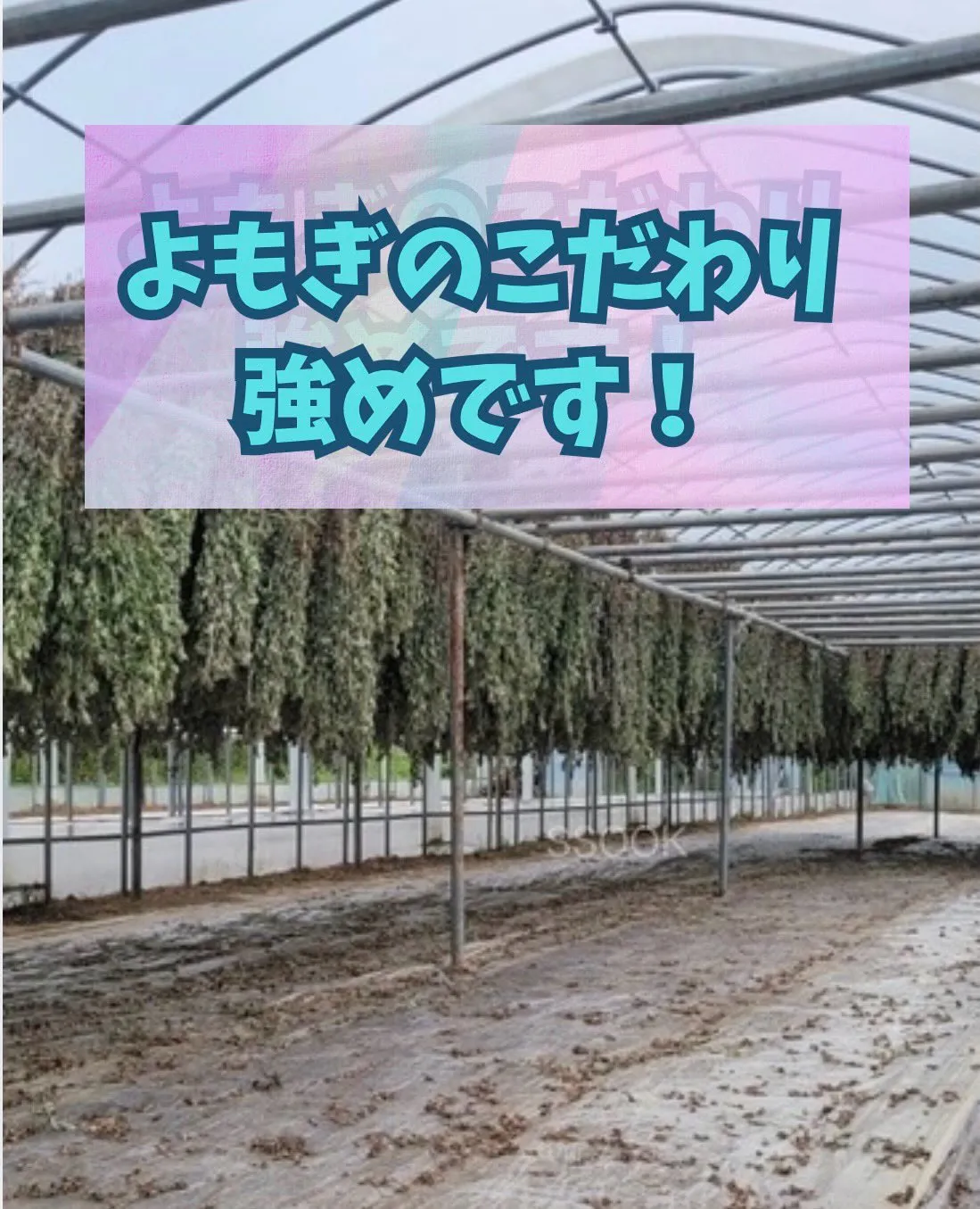 「SSOOKのよもぎって、本当に3年熟成？」