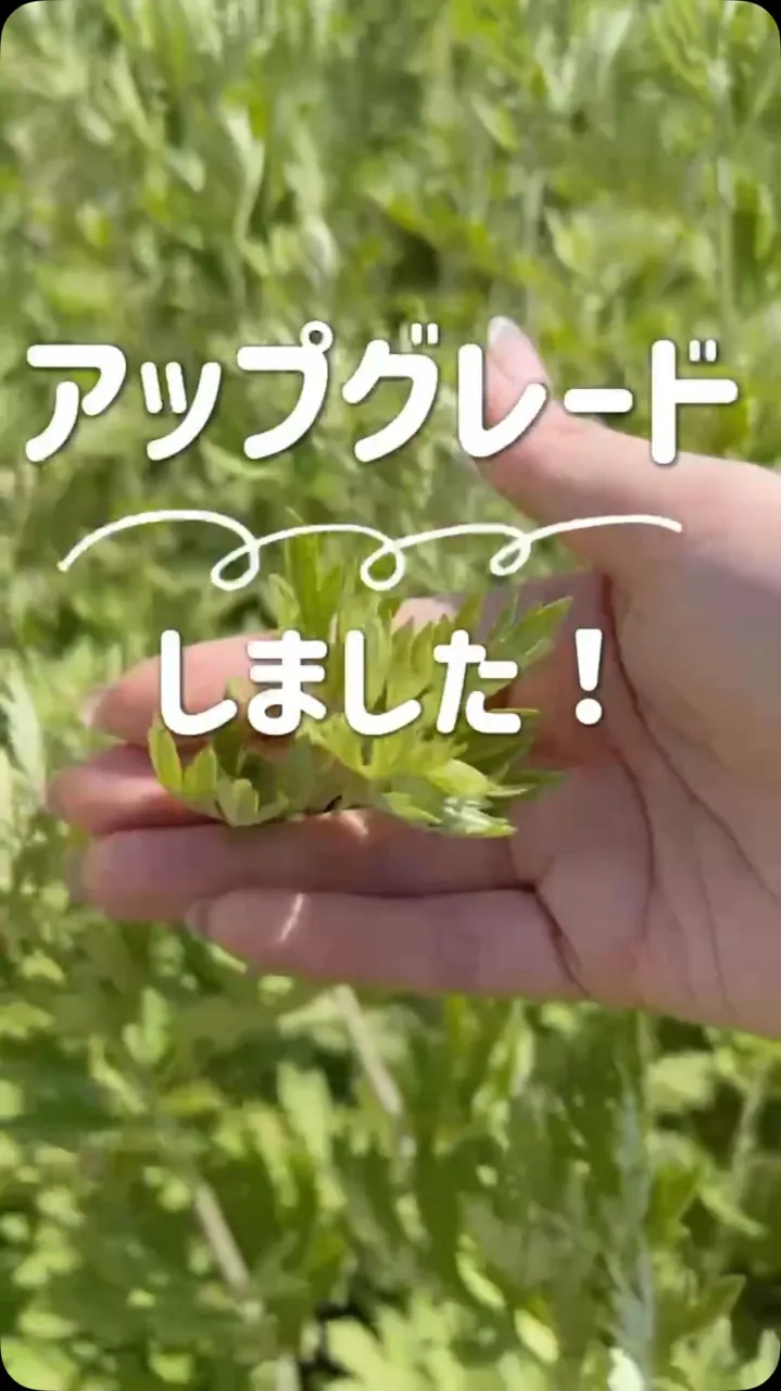 🌿 よもぎへの想い 🌿